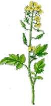 27 Hořčice Mustard Moutarde Vojtěška Alfalfa Vojtěška Jetel červený Red Clover Trèfle Rouge Sinapis Alba Medicago Sativa