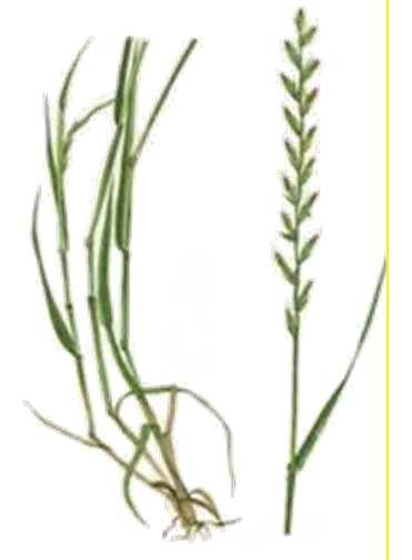 Tráva Tráva Herbe Pšenice Wheat Blé Ječmen Barley Orge Ředkev Radish Radis Lolium perenne Triticum Hordeum Raphanus raphanistrum Množství kg/min kg/min kg/min Množství kg/min kg/min kg/min kg/min