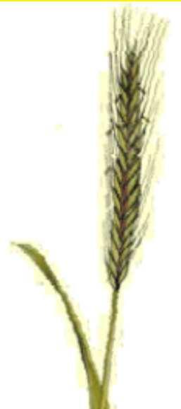 Vikev Vetch Vesce Pohanka Buckwheat Blé Noir Lupina modrá Blue Lupine Lupin Bleu Zelené žito Green Rye Seigle Vert Vicia Fagopyrum Lupinus angustifolius Secale cereale Množství kg/min kg/min Množství