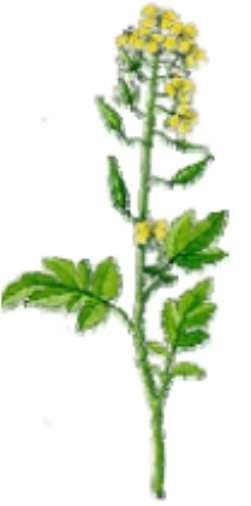 Oves Oat Avoine Avena Hořčice Mustard Moutarde Sinapis Alba Vojtěška Alfalfa Vojtěška Medicago Sativa Jetel červený Red Clover Trèfle Rouge Trifolium Množství kg/min kg/min Množství kg/min kg/min