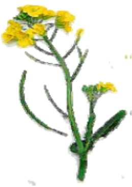 Svazenka vratičolistá Phacelia Phacélie Řepka Rape Colza Mák Poppy Pavot Hrách Pea Pois Phacelia tanacetifolia Brassica Napus Papaver Pisum sativum Množství kg/min kg/min Množství kg/min kg/min