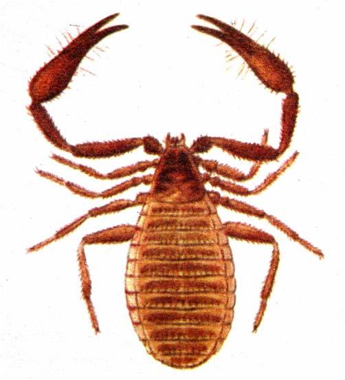 Řád: Štírci (Pseudoscorpionida) Chelicery i pedipalpy s klepítkem Jedová žláza na pedipalpách Široký nečleněný zadeček Štírek obecný (Chelifer cancroides) Řád: