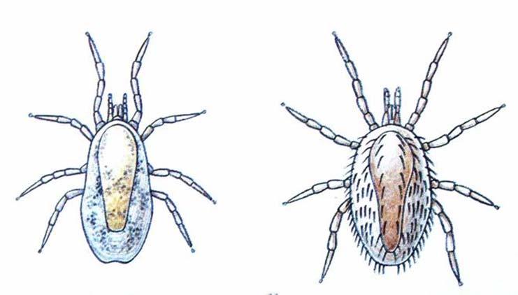 Řád: Roztoči (Acarina) Drobní až mikroskopičtí živočichové (0,5-10 mm) Chelicery i