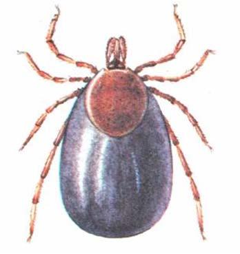 (Ixodes ricinus)