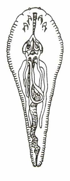 percarum) Chlopek obecný