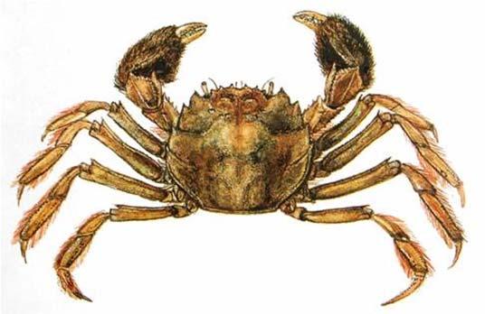 (Gammarus fossarum)