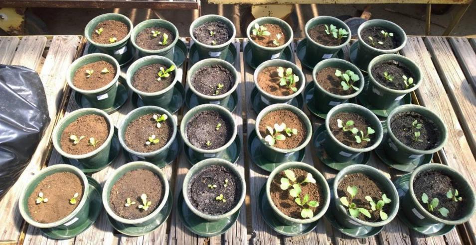 Pražan), 6 semen ředkvičky seté (Raphanus sativus L., odrůda Věra) a v poslední etapě pěstování 6 semen letního špenátu (Spinacia oleracea L., odrůda Viking).
