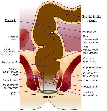 muscularis), tvořená dvěma vrstvami - cirkulární a longitudiální. Zevní - longitudinální vrstvu tvoří tři pruhy o šířce 8-10 mm.