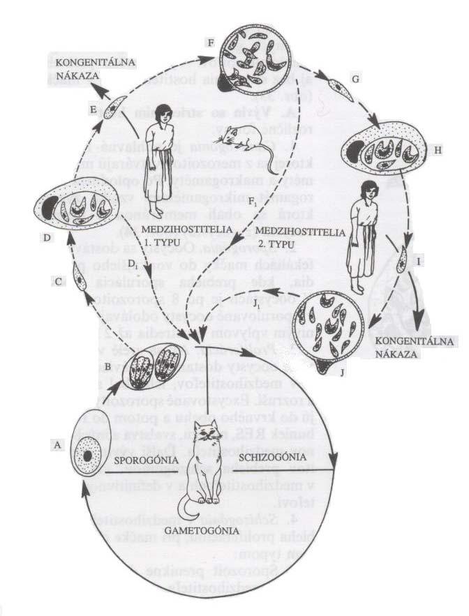Obr. 15 - Životní cyklus Toxoplasma gondii: A nevysporulovaná oocysta, B vysporulovaná oocysta ve fekáliích hostitele (kočky), C sporozoit v mezihostitelovi 1.