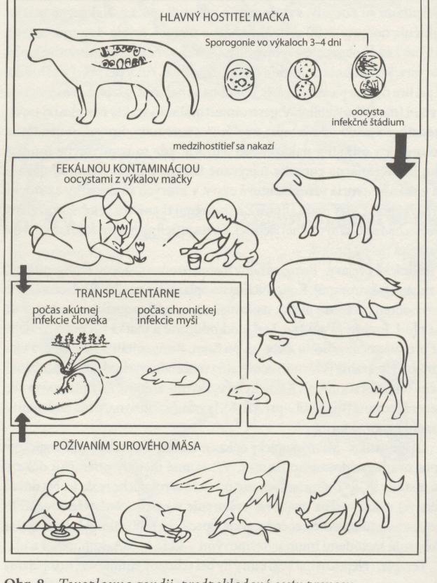 Obr. 16 Nakažení kokcidií Toxoplasma gondii Zdroj nákazy pro člověka Zdrojem infekce pro člověka je syrové maso nebo nedostatečně opracované maso a vnitřnosti.