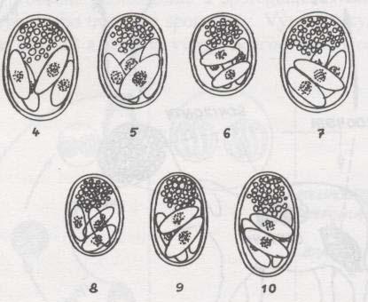 Obr. 21 - Oocysty a sporocysty kokcidií psa. (4) sporocysta Sarcocystis cruzi, (5) sporocysta Sarcocystis ovicanis, (6) sporocysta Sarcocystis miescheriana, (7 10) ostatní sporocysty Sarcocystis sp.