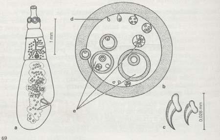 Obr. 47 - Echinococcus granulosus: a celkový vzhled, b