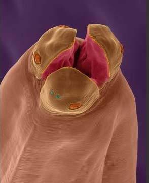 2.3.7 Toxokaróza Původce Škrkavky Ascarididae Škrkavky jsou oblé hlístice, patří mezi oblé červy (Nemathelmintes). Vyznačují se protáhlým tělem na obou koncích zašpičatělým, na průřezu okrouhlým.