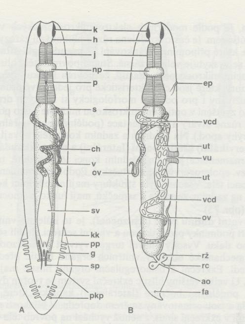 Obr. 57 - Schéma základní ústrojnosti hlístic: A sameček (ventrálně); B samička (laterárně); k ústní dutina (kapsula), h hltan, j