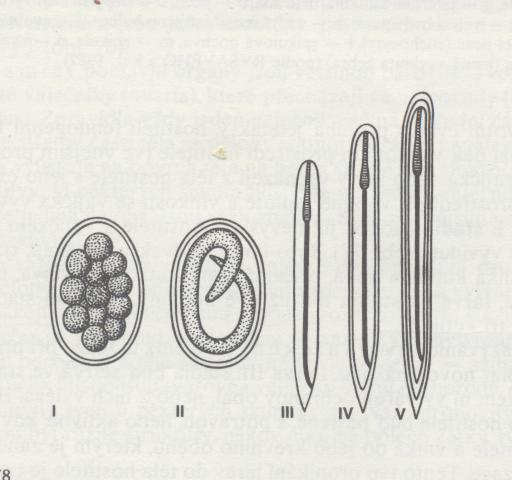60 - Základní schéma životního cyklu hlístic (geohelmintů): I vajíčko, II vajíčko s larvou, III larva I.