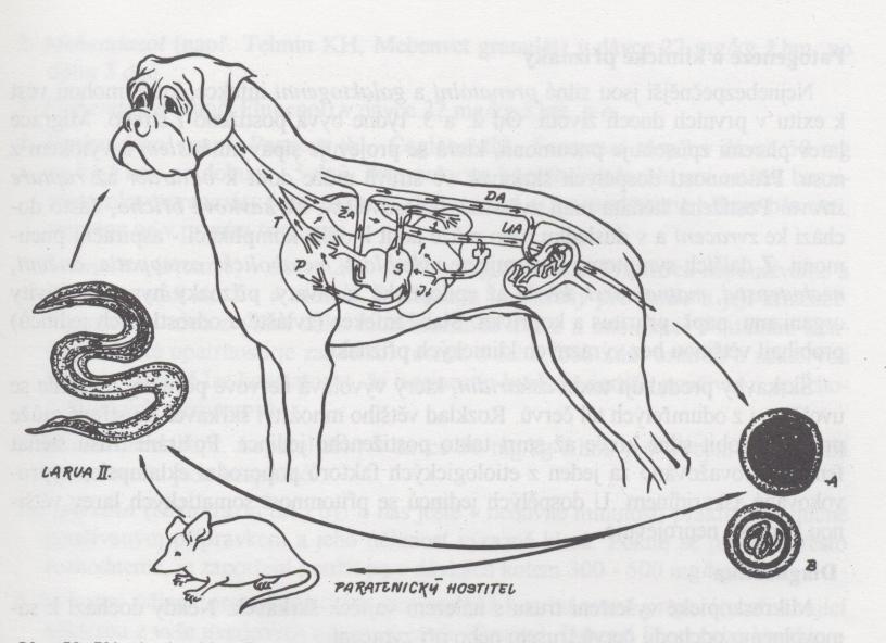 Obr. 62 - Vývojový cyklus Toxocara canis. Trusem je vyloučeno vajíčko s jednou blastomerou (A). Postupným rýhováním dosahuje infekčního stádia s plně vyvinutou larvou (B).