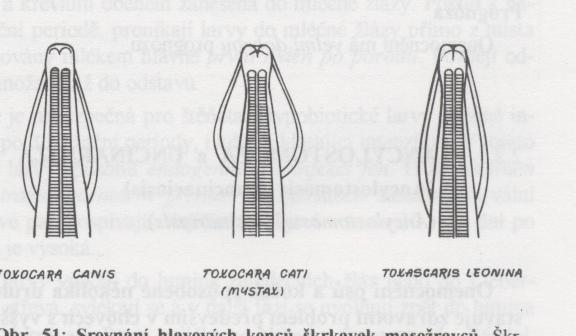 Škrkavka šelmí Toxascaris leonina Hlístice je bělavé barvy s kroužkovanou kutikulou a dlouhými, úzkými cervikálními křidélky (obr. 67).