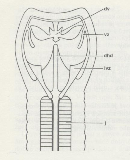 Obr. 74 - Ancylostoma caninum, přední část