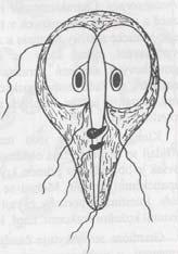 2.3 Jednotlivá onemocnění 2.3.1 Giardióza Původce Lamblie střevní Giardia intestinalis Latinským názvem Giardia intestinalis neboli duodenalis, synonyma Lamblia intestinalis nebo se také můžeme setkat s názvem Giardia lamblia.
