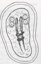 Obr. 4 Giardia intestinalis je charakteristická přímým vývojovým cyklem se dvěmi stadii, a to vegetativní pohyblivé stádium nazývané trofozoit (obr. 3).