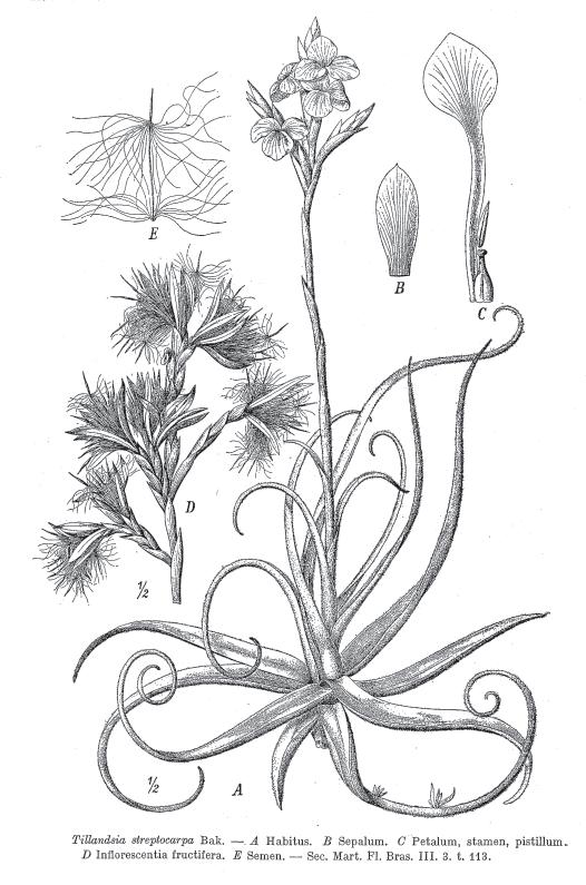 68 ACTA MUS. RICHNOV., SECT. NATUR. 12(2): 57 68, (2005) Tab. VI.