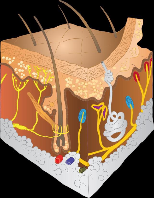 Receptory Rozdělení podle působícího podnětu: 1 Exteroreceptory 2 Interoreceptory 2.