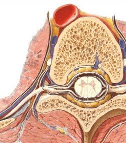 Míšní nerv obecná stavba Hudák, R., Kachlík, D. a kol.: Memorix anatomie, 3.