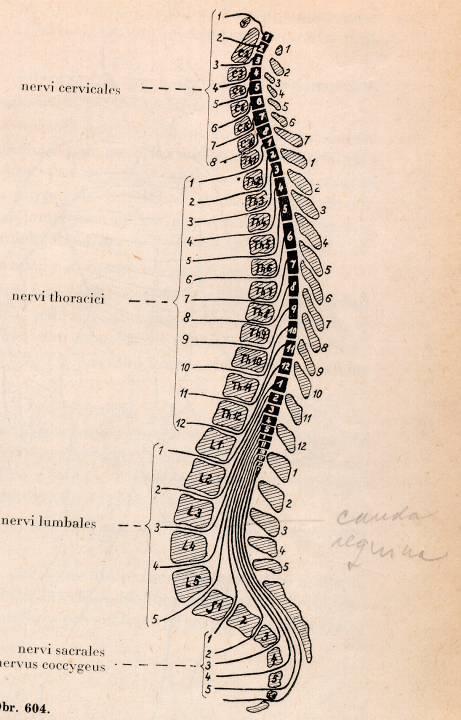 Areae radiculares (dermatomy a myotomy) Hudák, R.