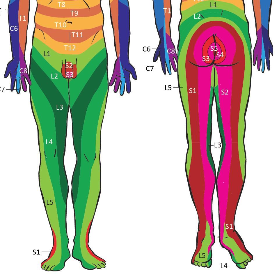 Dermatomy Hudák, R., Kachlík, D. a kol.