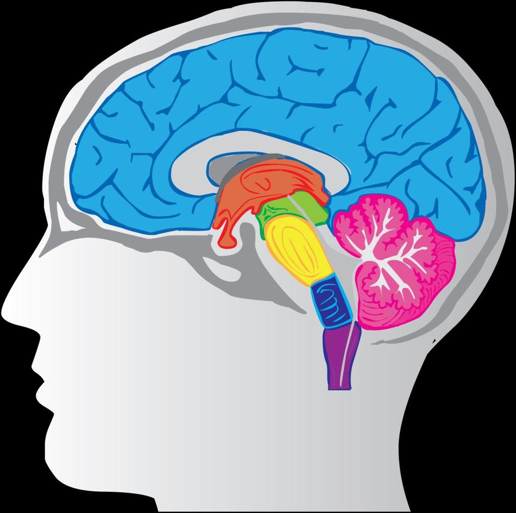 Centrální nervový systém 1 Medulla spinalis mícha 2 Medulla oblongata prodloužená mícha