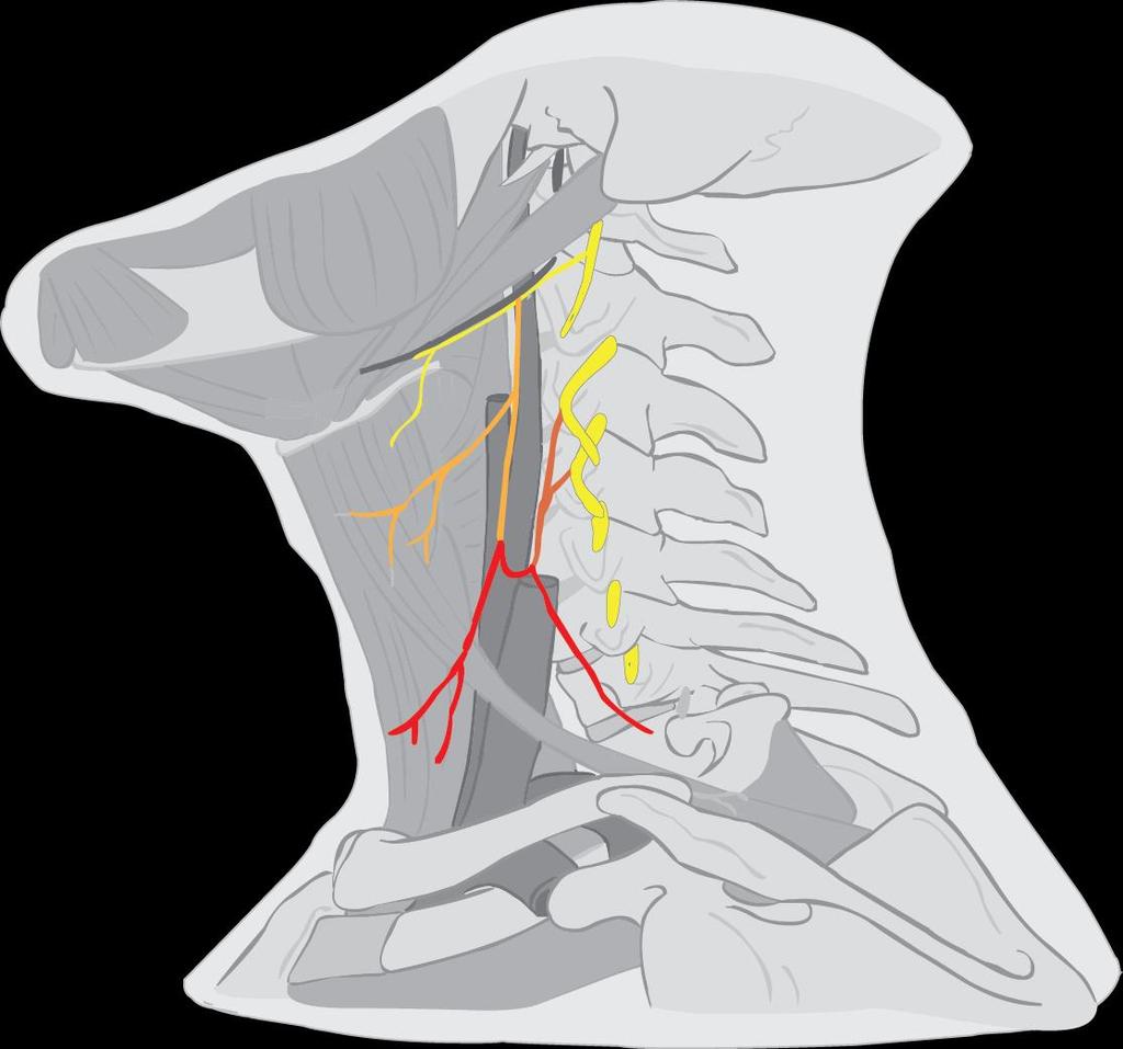 Plexus cervicalis motorické nervy 1 Rami