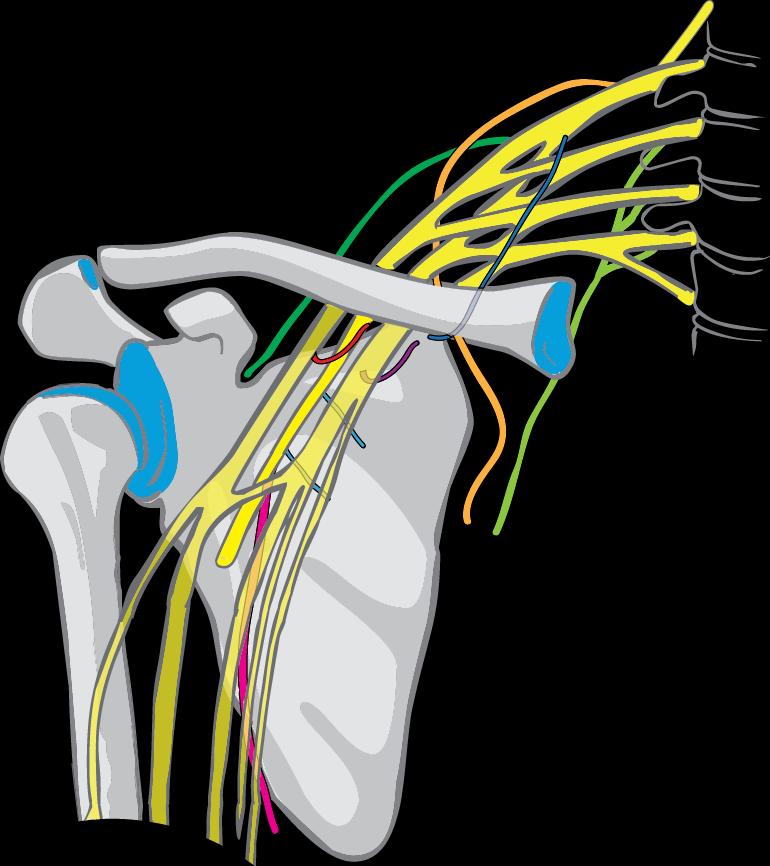 Plexus brachialis pars infraclavicularis 1 Fasciculus medialis 1.1 Nervus cutaneus brachii medialis (C8 T1) 1.2 Nervus cutaneus antebrachii medialis (C8 T1) 1.3 Nervus ulnaris (C7 T1) 1.