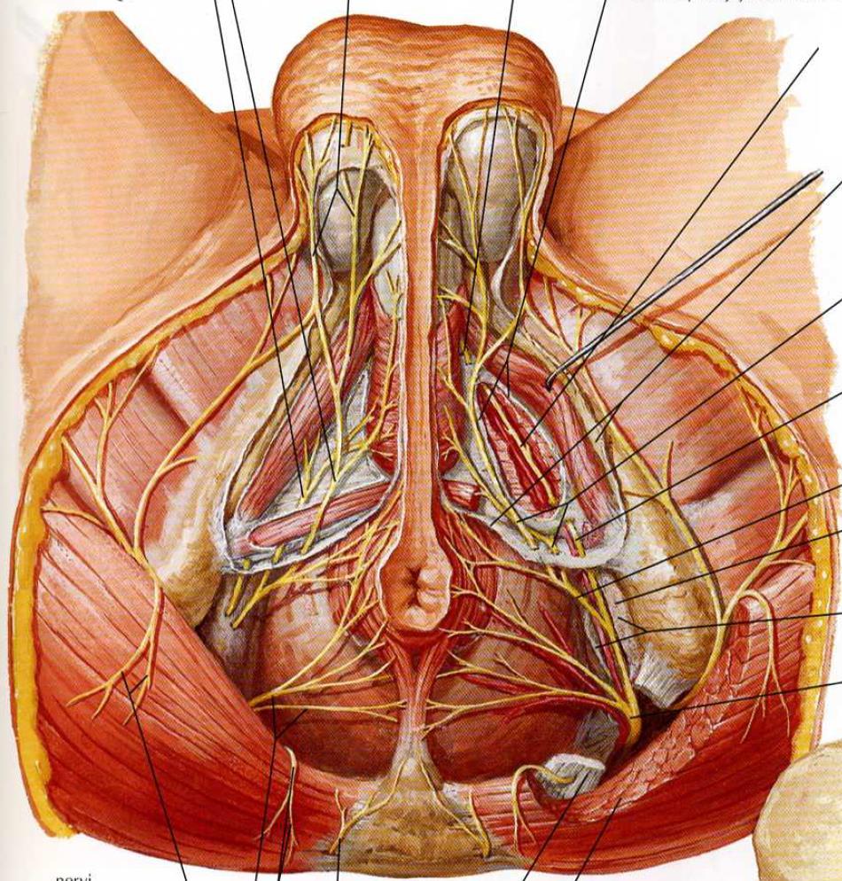 Nervus pudendus Netter, F. H.