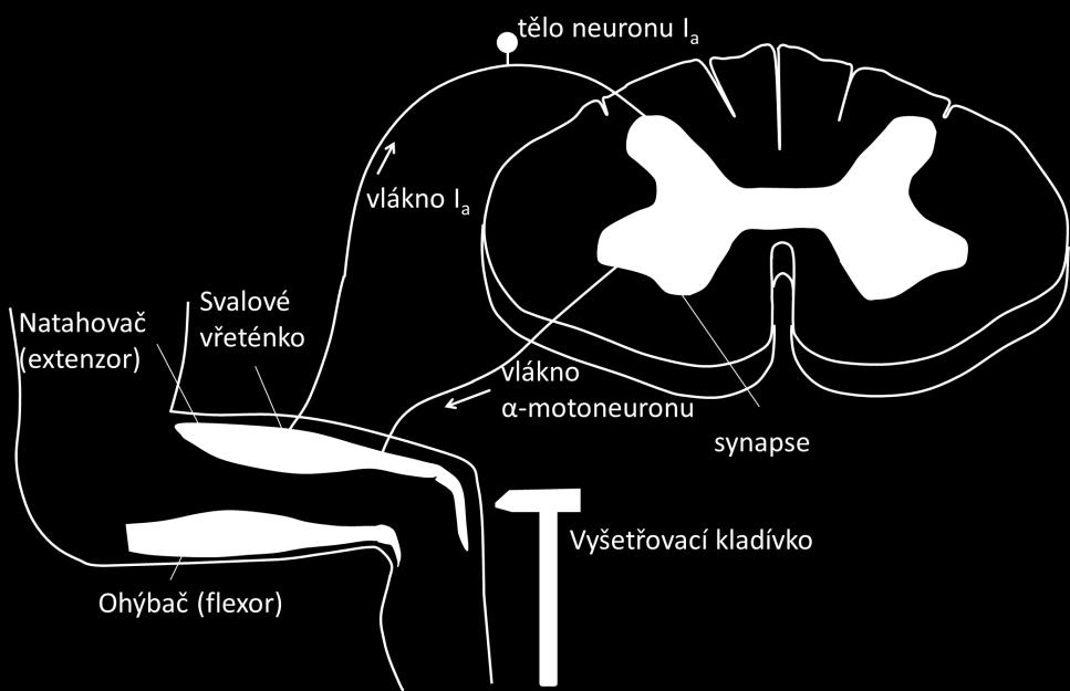 REFLEX JE VYVOLÁVÁN ŤUKNUTÍM VYŠETŘOVACÍHO KLADÍVKA NA ŠLACHU, ČÍMŽ DOJDE K LEHKÉMU LEČ NECHTĚNÉMU PROTAŽENÍ SVALU PŘÍSLUŠEJÍHO ŠLAŠE.