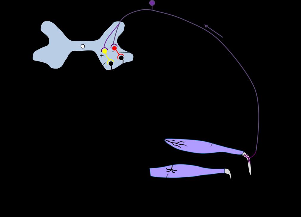 nervová aferentní vlákna I b nebo II do zadních míšních rohů (Obrázek 15). Zde se nervová vlákna přepojují přes jeden inhibiční interneuron na -motoneuron daného svalu.