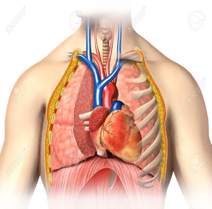Anatomie hrudníku Obsah dutiny hrudní: Plíce a dýchací cesty Srdce a velké cévy Jícen Mízovody Ohraničení