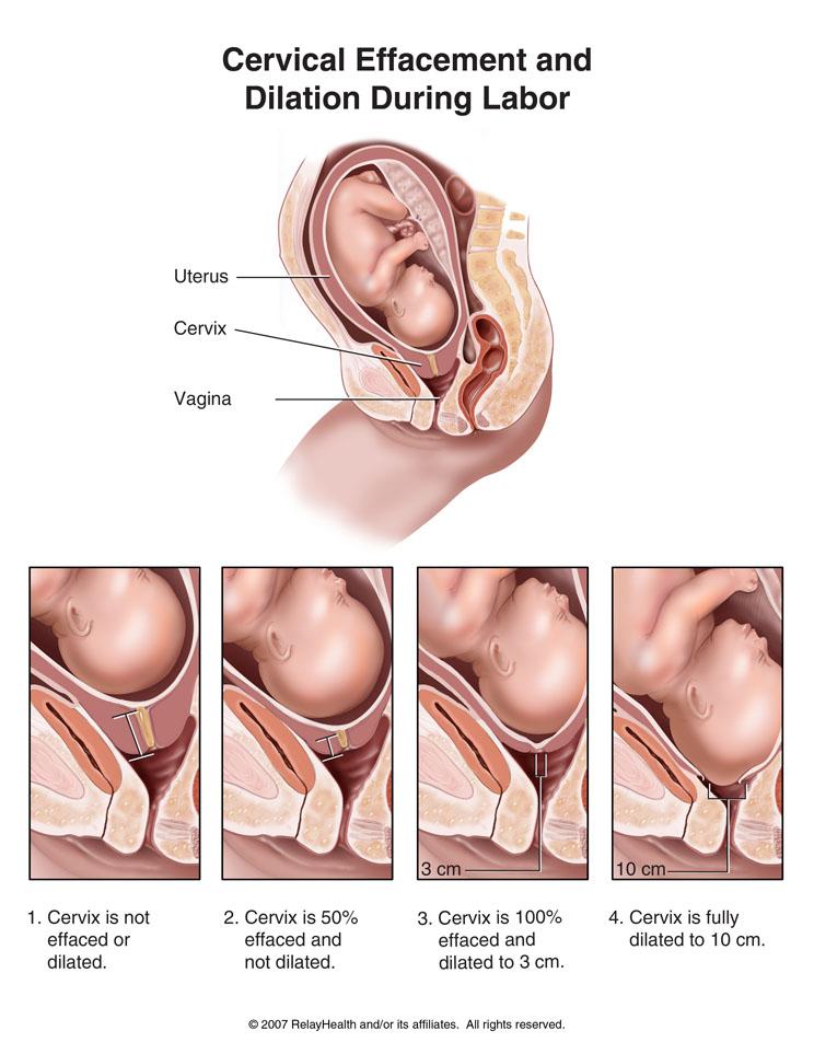 Fyziologický průběh porodu Těhotenství fyziologicky 38-42 týdnů 1.