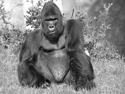 zástupcem asijských velkých opic - orangutanema t emi africkými zástupci velkých opic gorilou, šimpanzem a bonobem všechny uvedené druhy (stejn jako menší lidoop gibbon) jsou ozna