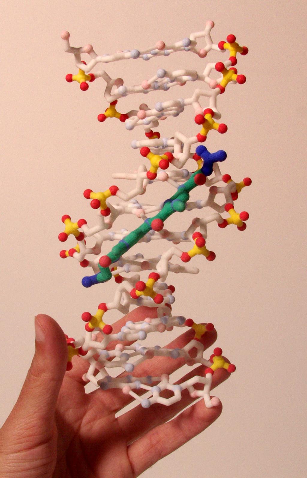 polysacharidy l malé
