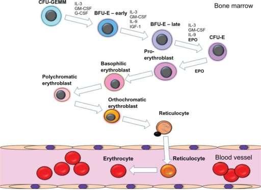 ERYTROPOEZE 2 10 11 nových erytrocytů denně proerytroblast ( 14-19 µm) - mitoticky aktivní - dominantní, kulaté jádro s 1-2 jadérky - mírně bazofilní cytoplazma bazofilní erytroblast ( 13-16 µm) -