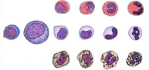 GRANULOPOEZE myeloblast promyelocyt myelocyt metamyelocyt granulocyt - tyčka granulocyt - segment myeloblast ( 15 µm) - mitoticky aktivní - kulaté nebo oválné jádro, bohatý euchromatin - 2-6 jadérek