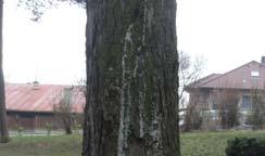 zdravotní