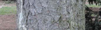 (Picea