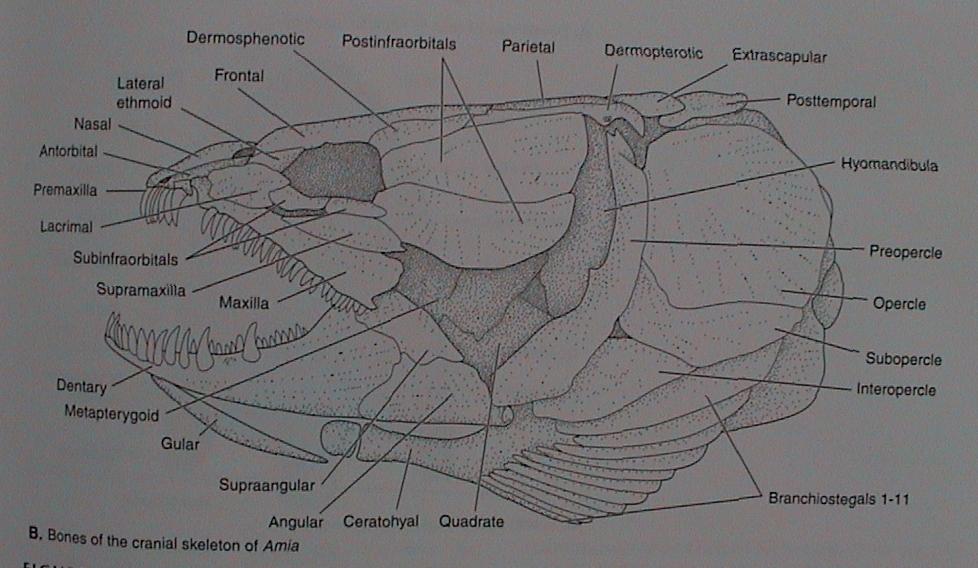 VIII. Osteognathostomata Actinopterygii