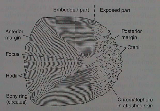 VIII. Osteognathostomata Actinopterygii - Teleostei TELEOSTEI - KOSTNATÍ (>30 000) max.