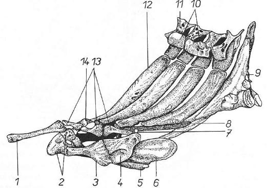 maloústí - Gonorhynchiformes, máloostní Cypriniformes, trnobřiší