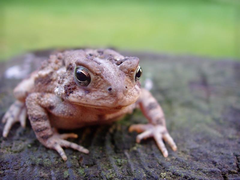 Třída: Obojživelníci - Amphibia 3000 druhů 1. Podtřída: Ocasatí - Caudata 350 druhů 2.