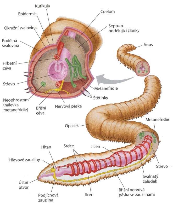 přední části těla (dravé vodné formy) Pygidium srostlé poslední články Některé orgány se opakují v