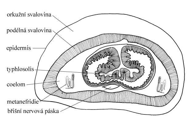 cévní soustava Polychaeta Parapodia Cévní soustava uzavřená Nervová soustava gangliová Nepřímý vývoj