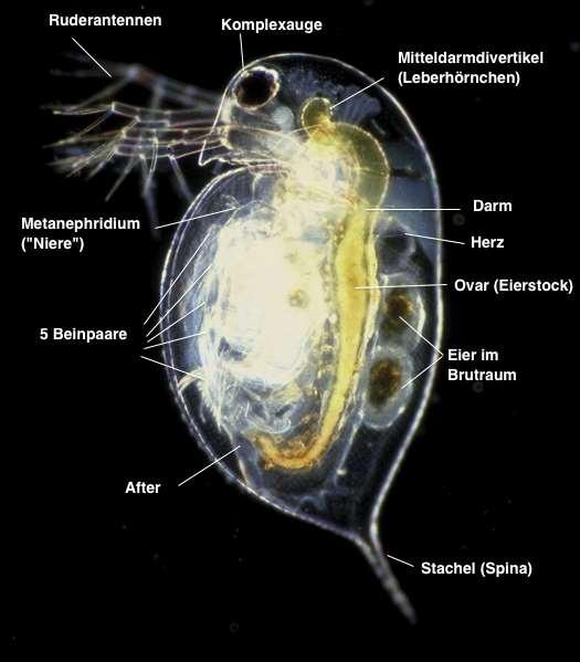zoea Daphnia